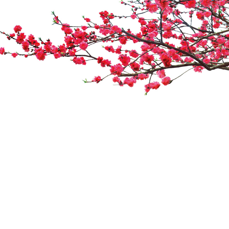 高清浪漫桃花节PNG透明素材，漂浮花瓣元素，设计下载专区