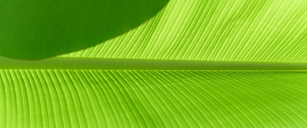 高清护眼绿色芭蕉叶4K带鱼屏壁纸，3440x1440极致风景图片，免费下载