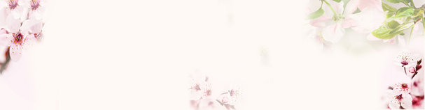 唯美桃花护肤背景图，高清PNG透明Banner设计素材，免费下载打造梦幻海报