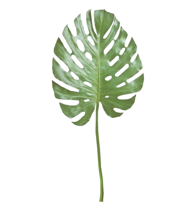高清PNG透明绿叶装饰元素，植物设计素材免费下载
