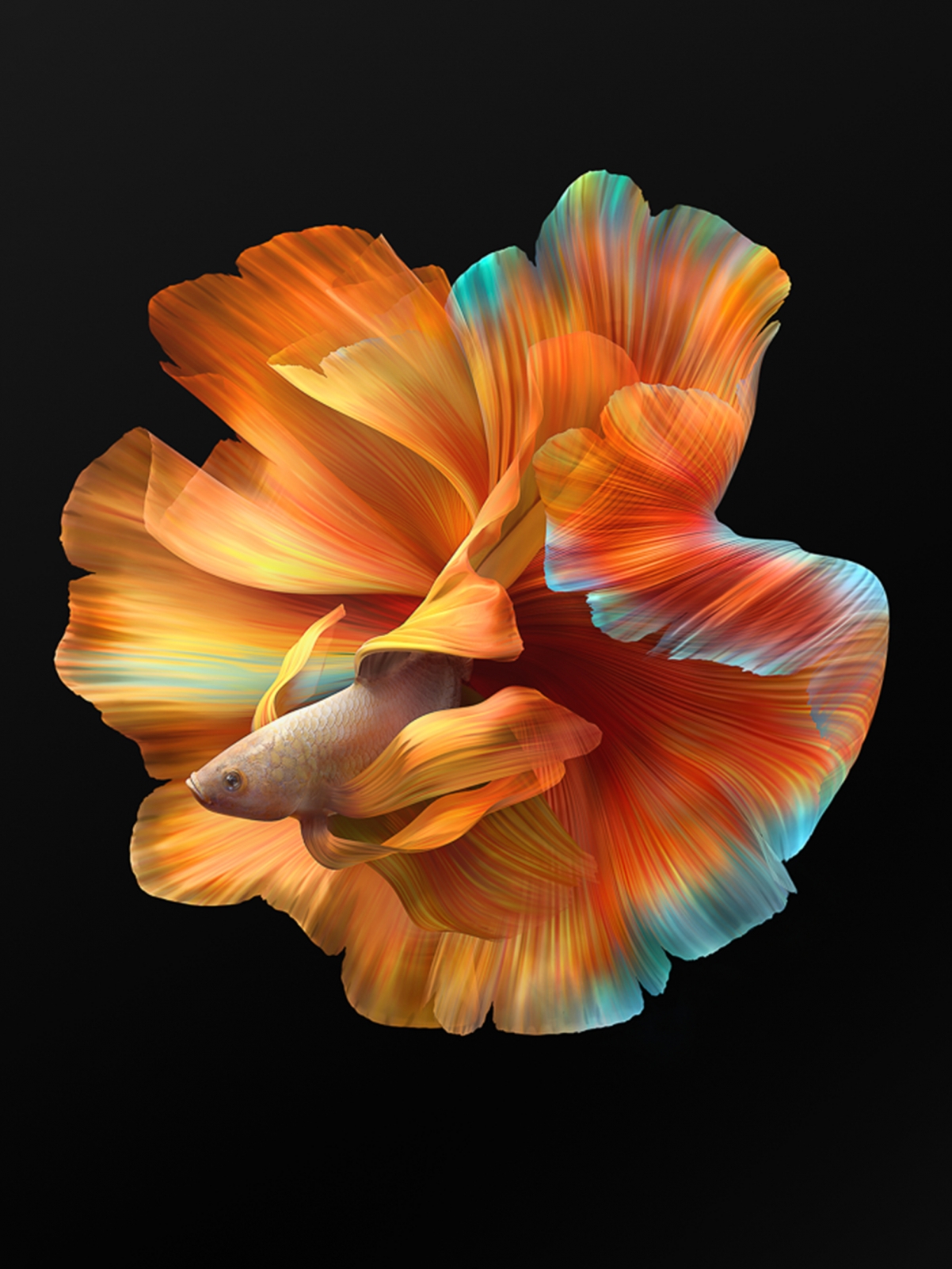 小米MIX FOLD折叠屏手机，金鱼主题4K高清壁纸，1860x2480分辨率，精美下载