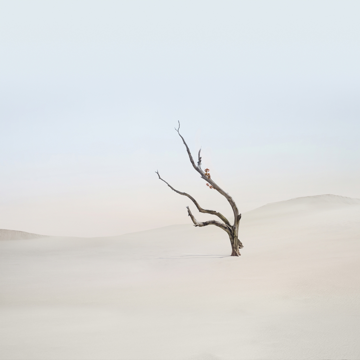 MIUI 14绝美沙漠树景折叠屏壁纸，4K高清，2560x2560分辨率，免费下载