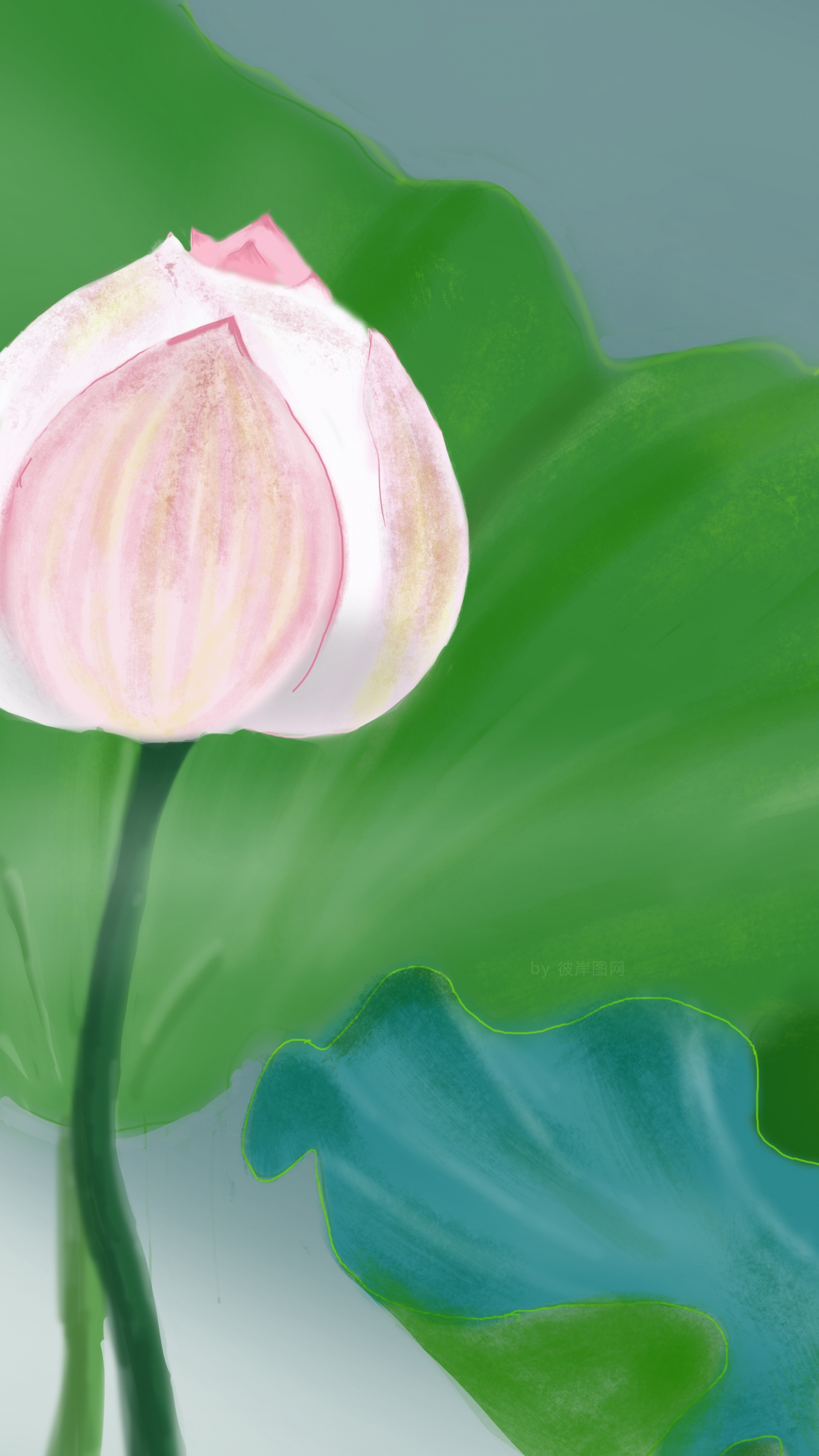 4K高清护眼壁纸，清新荷花苞，2160x3840手机屏幕完美适配，一键下载