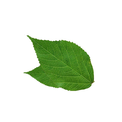 下载绿色桑叶高清PNG透明图片，动植物元素融合，精美植物设计素材