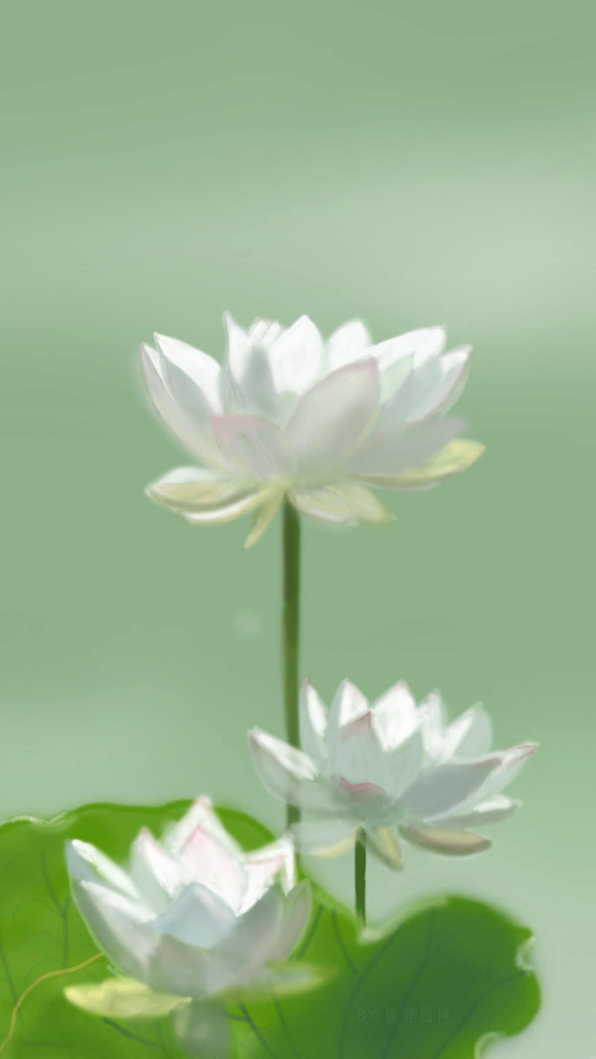 清新护眼4K壁纸，白色荷花亭亭玉立，高清手机屏幕专属，2160x3840分辨率下载