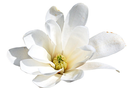 精选栀子花高清PNG透明图，唯美装饰元素，植物图片设计素材免费下载