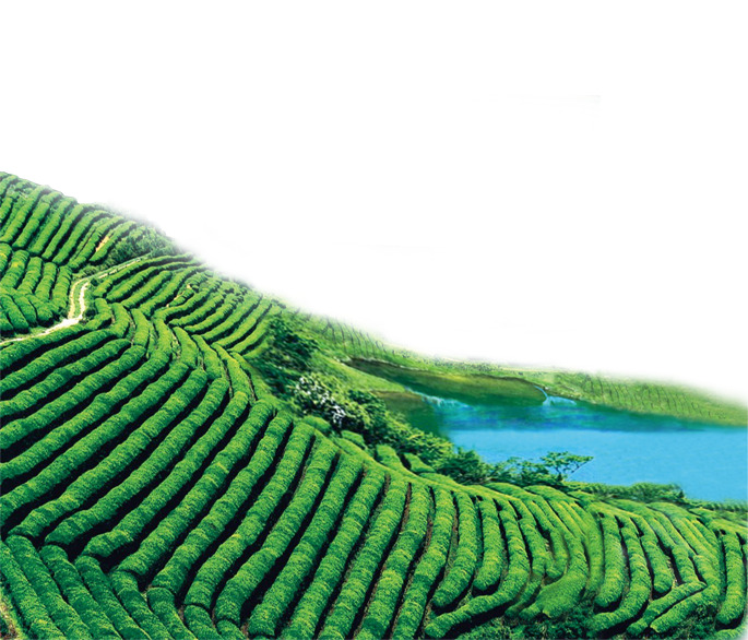 高清绿色茶山PNG透明背景摄影风景图，专业设计素材免费下载