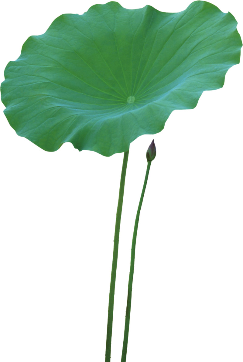 高清透明PNG荷叶素材 - 动植物元素设计下载，植物图片精选