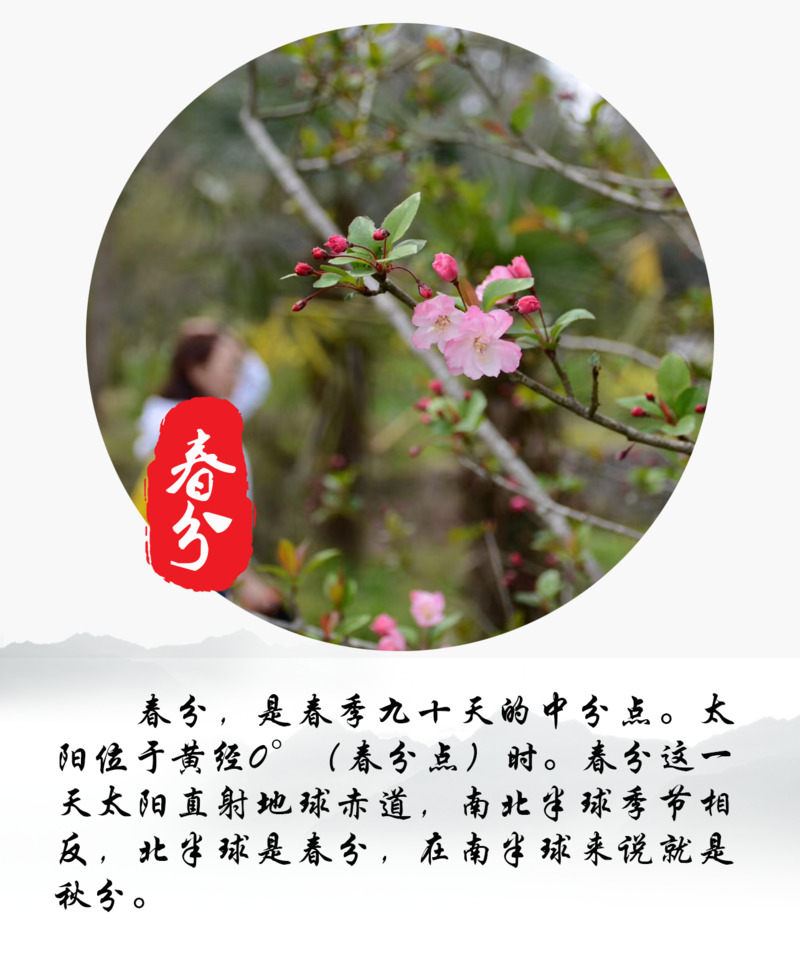 春分节日元素下载，高清桃花PNG透明图片及其他节日设计素材