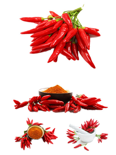 高清朝天椒PNG透明图片素材，装饰元素与植物设计下载