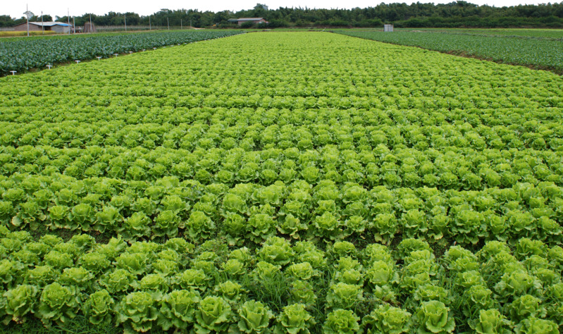生菜种植基地高清PNG透明图片素材，菜园装饰与生活用品设计元素下载