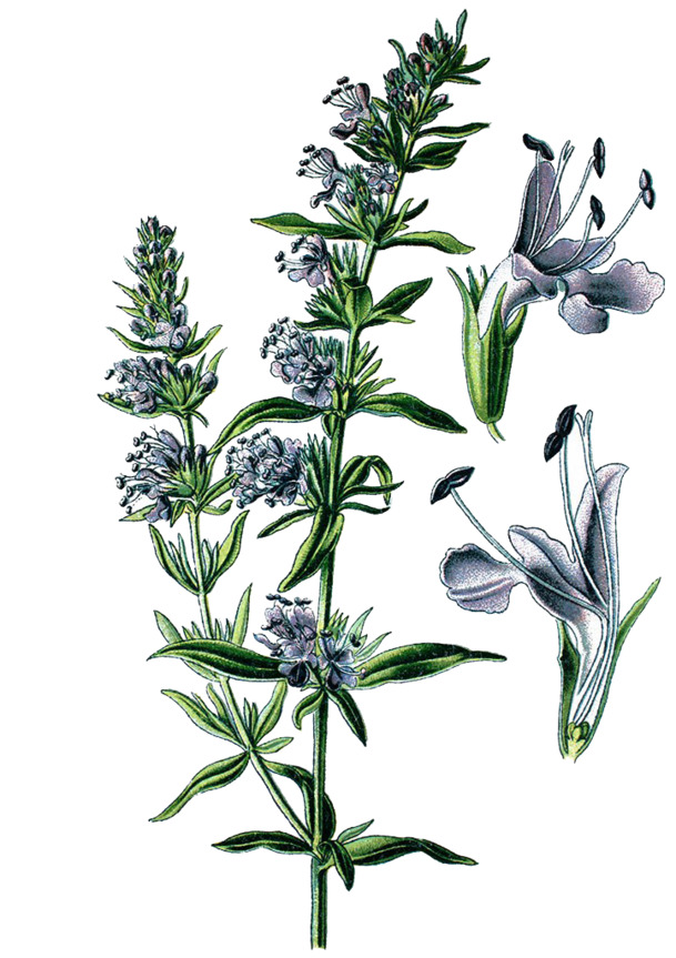 牛膝草高清PNG插画素材，透明植物装饰图片，免费下载