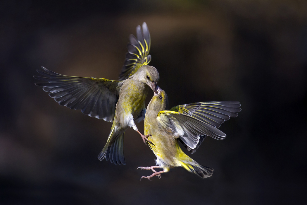 两只飞吻鸟儿翱翔图，高清4K动物壁纸 2500x1667 下载
