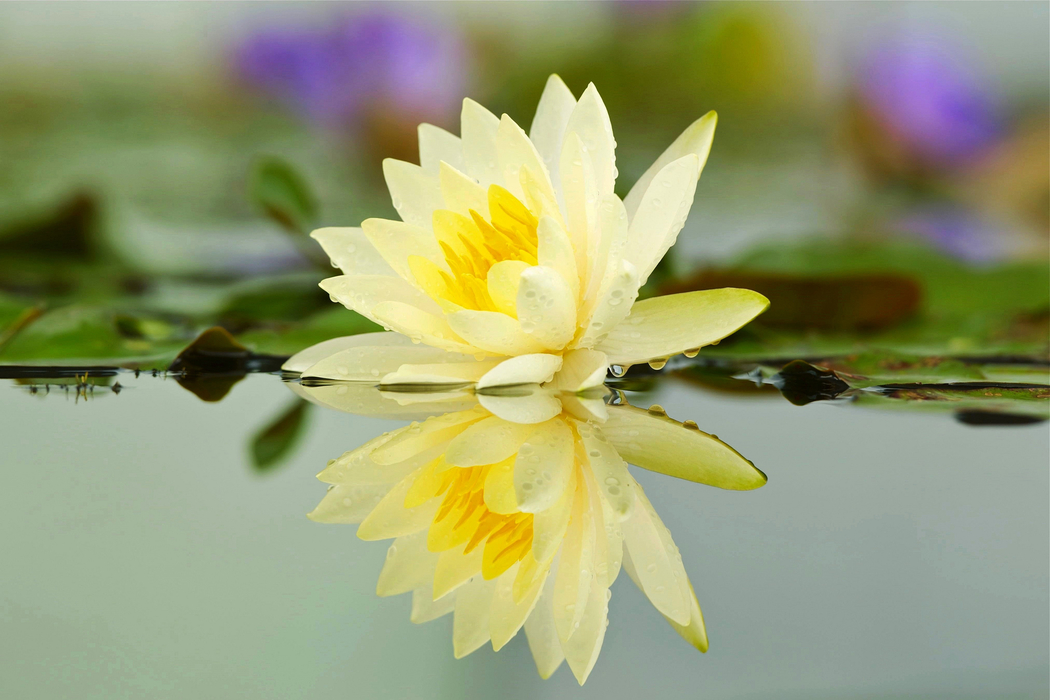 池塘莲花水景4K高清壁纸，2048x1365分辨率下载