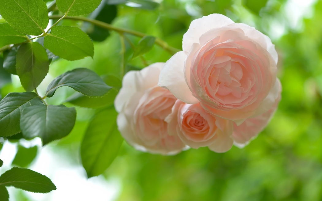 高清4K玫瑰花与绿叶风景壁纸，2048x1280分辨率下载