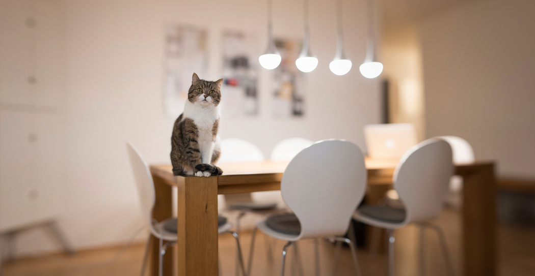 餐桌萌猫4K高清壁纸，3880x2007分辨率图片下载