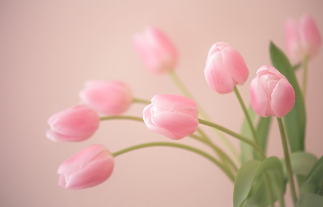 粉色郁金香花蕾4K高清风景壁纸，2400x1538分辨率下载