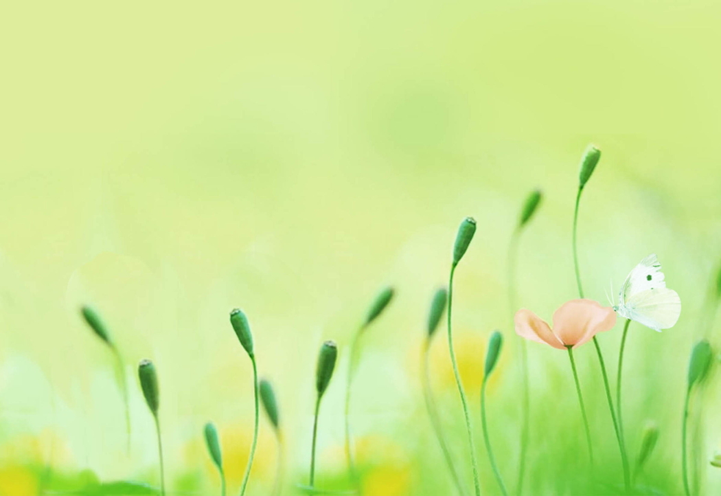 温馨小花4K高清壁纸，暖色系背景，2400x1650分辨率下载