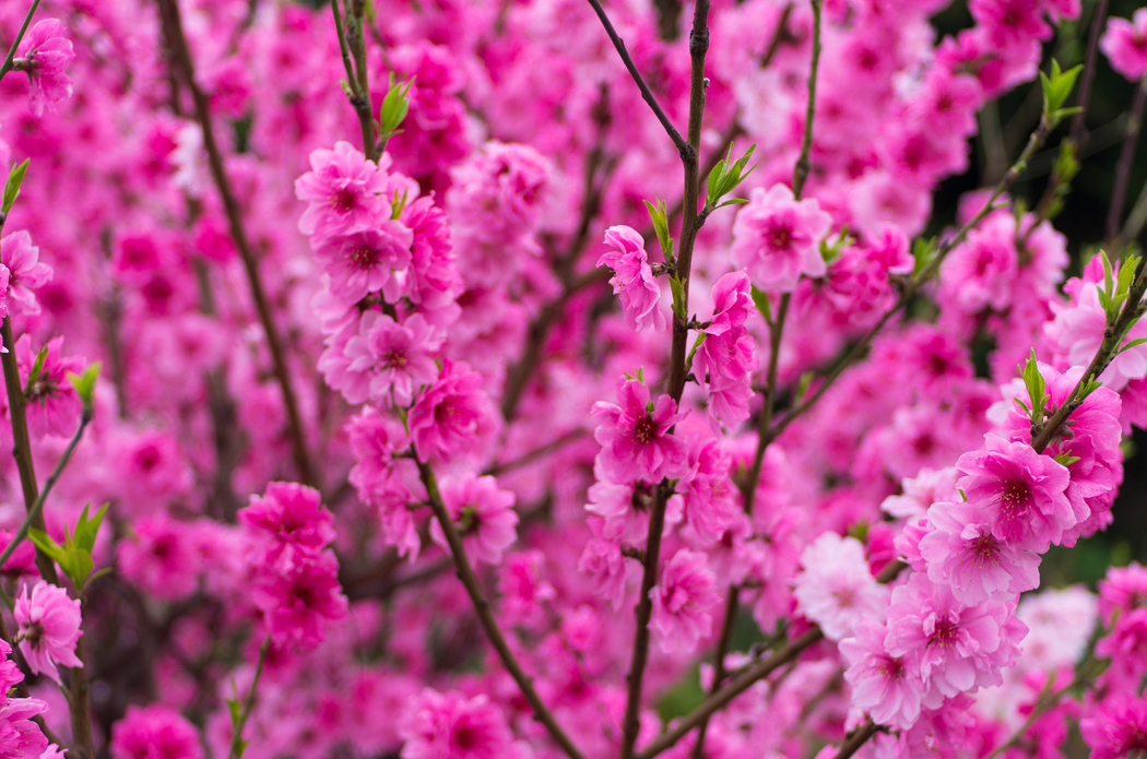 春日果园粉色桃花4K高清壁纸 2048x1356 下载