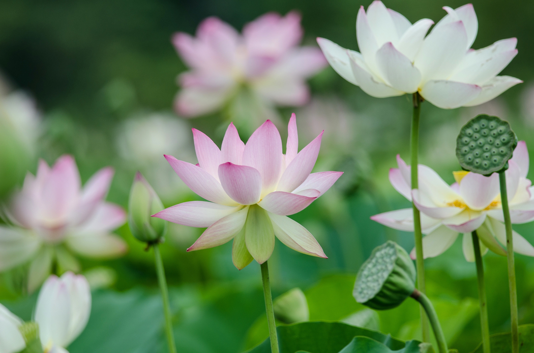 4K高清莲花瓣风景壁纸 3020x2000 下载