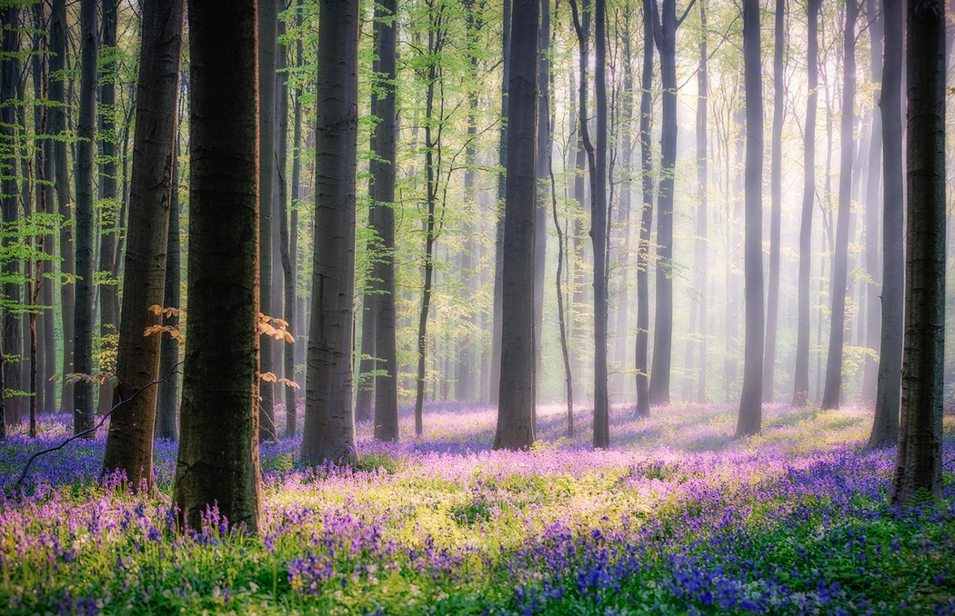 4K高清自然风景壁纸，早晨树木鲜花，1920x1240分辨率下载