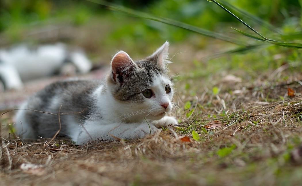 草地小猫狩猎4K高清壁纸，2000x1237动物图片下载