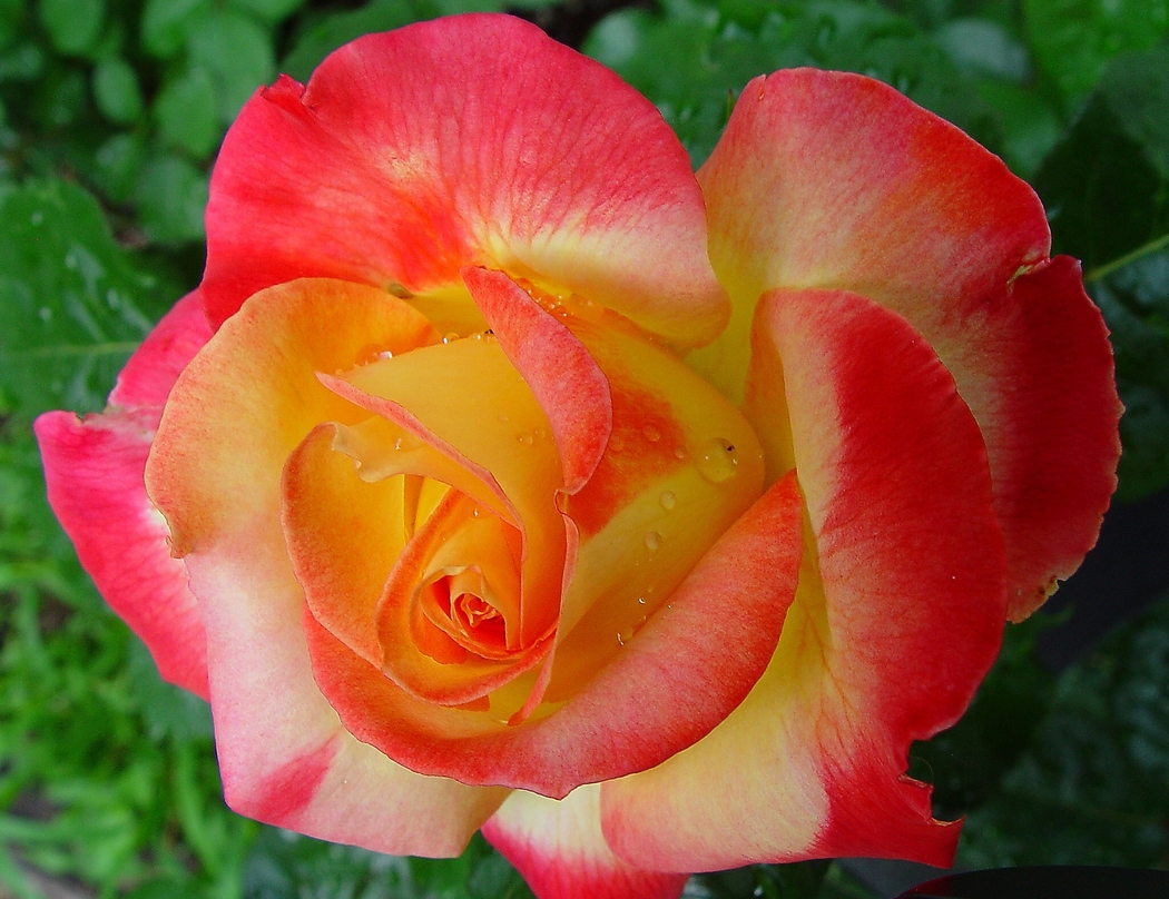 玫瑰花蕾与花瓣水滴4K高清风景壁纸 1920x1477 下载