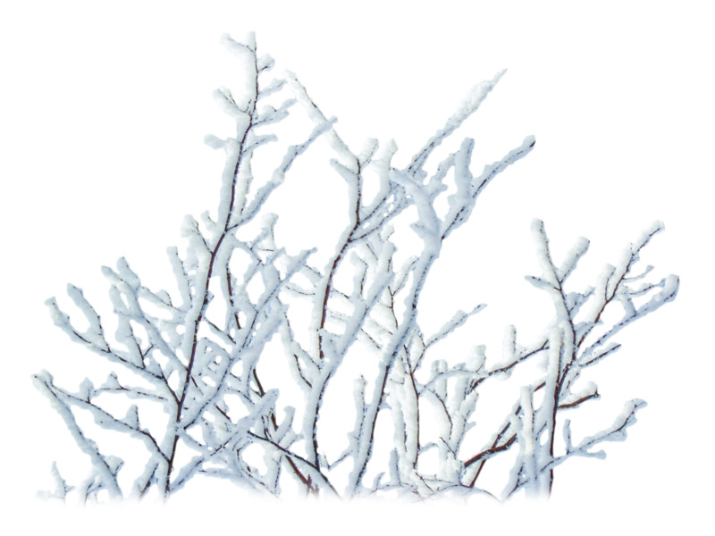 高清PNG卡通手绘冬天雪景树枝动植物元素植物图片设计素材下载