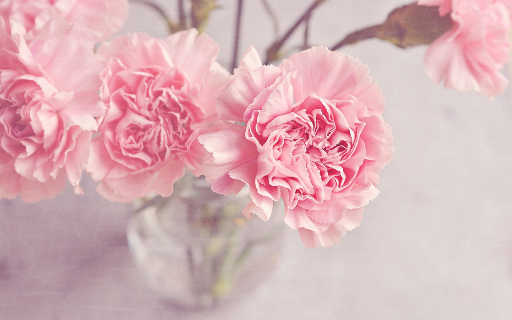 粉色康乃馨鲜花与花瓶美图，4K高清风景壁纸2880x1800下载