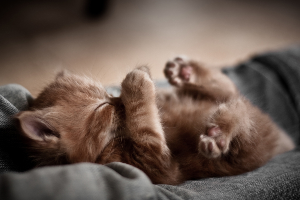 小猫甜梦与爪子美图，4K高清动物壁纸2048x1365免费下载