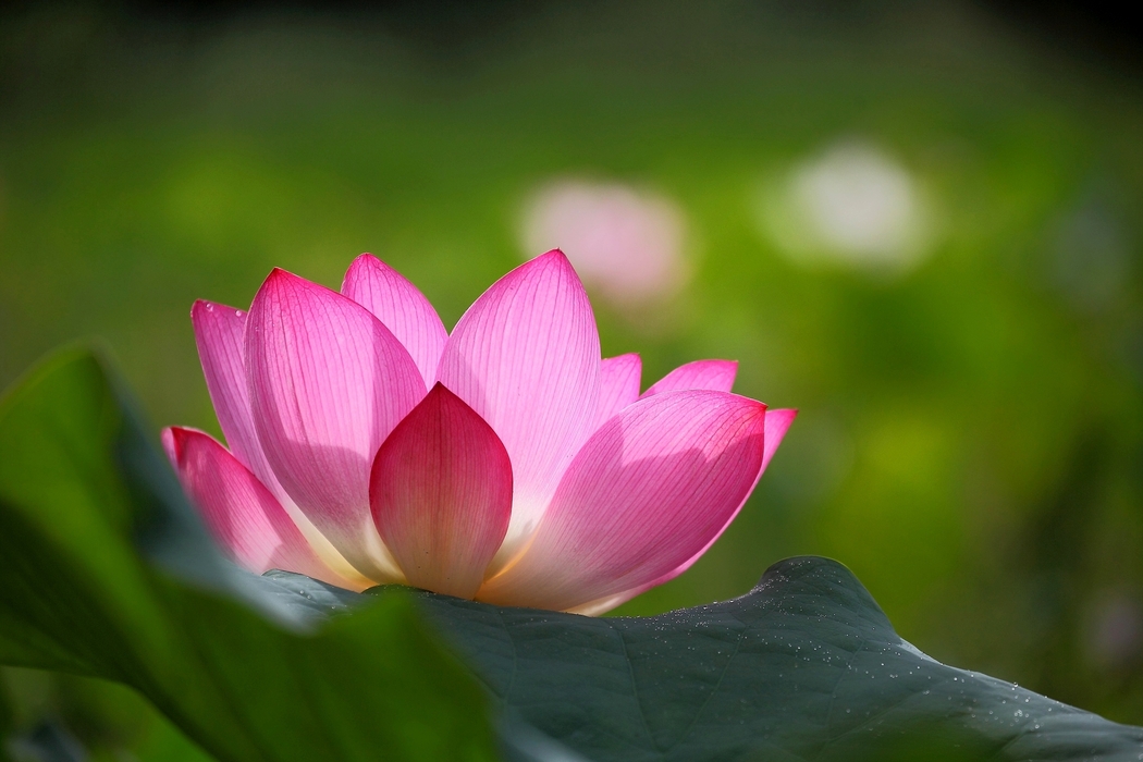 高清4K莲花壁纸下载，粉红花瓣绿叶，2040x1360分辨率风景图