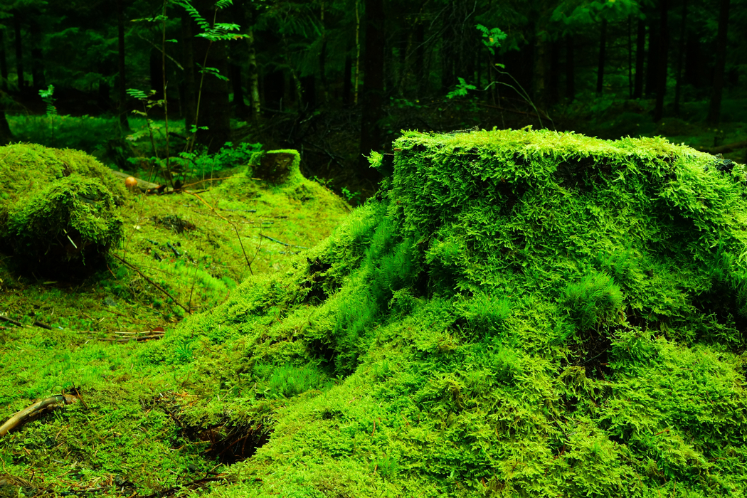 热带树林美景4K高清壁纸，3000x2000分辨率绿植图片下载