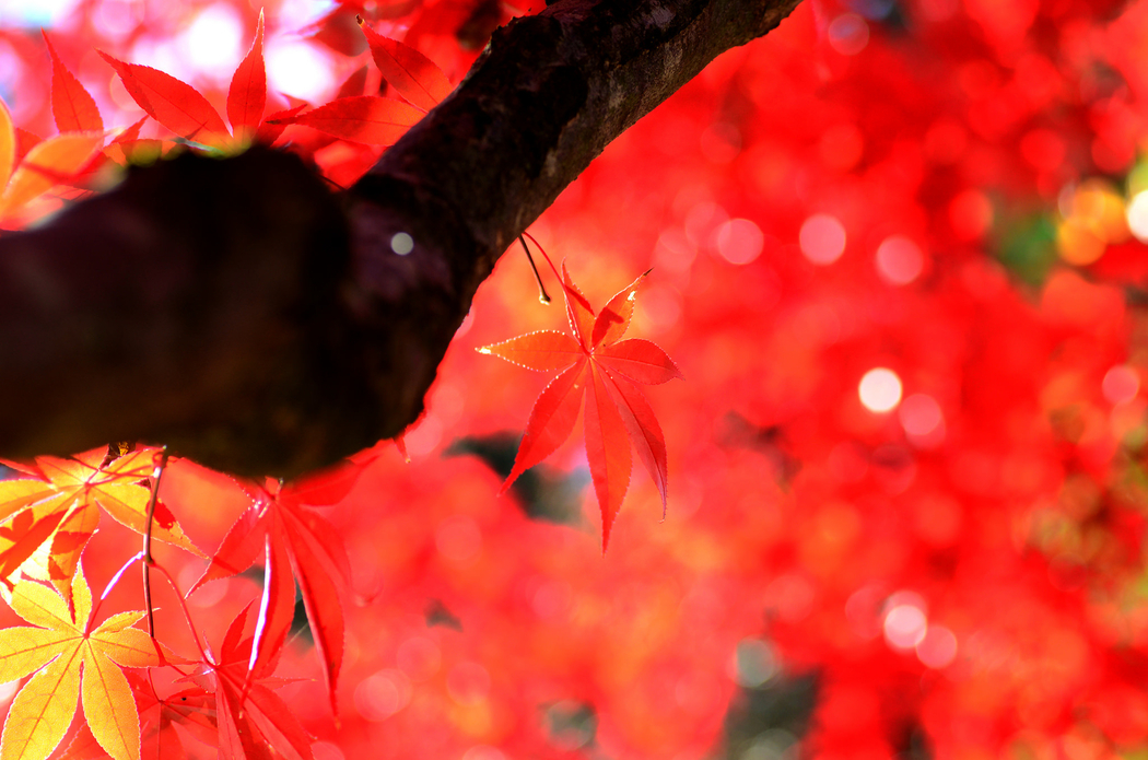 秋枫红叶4K摄影高清壁纸，2048x1356分辨率下载