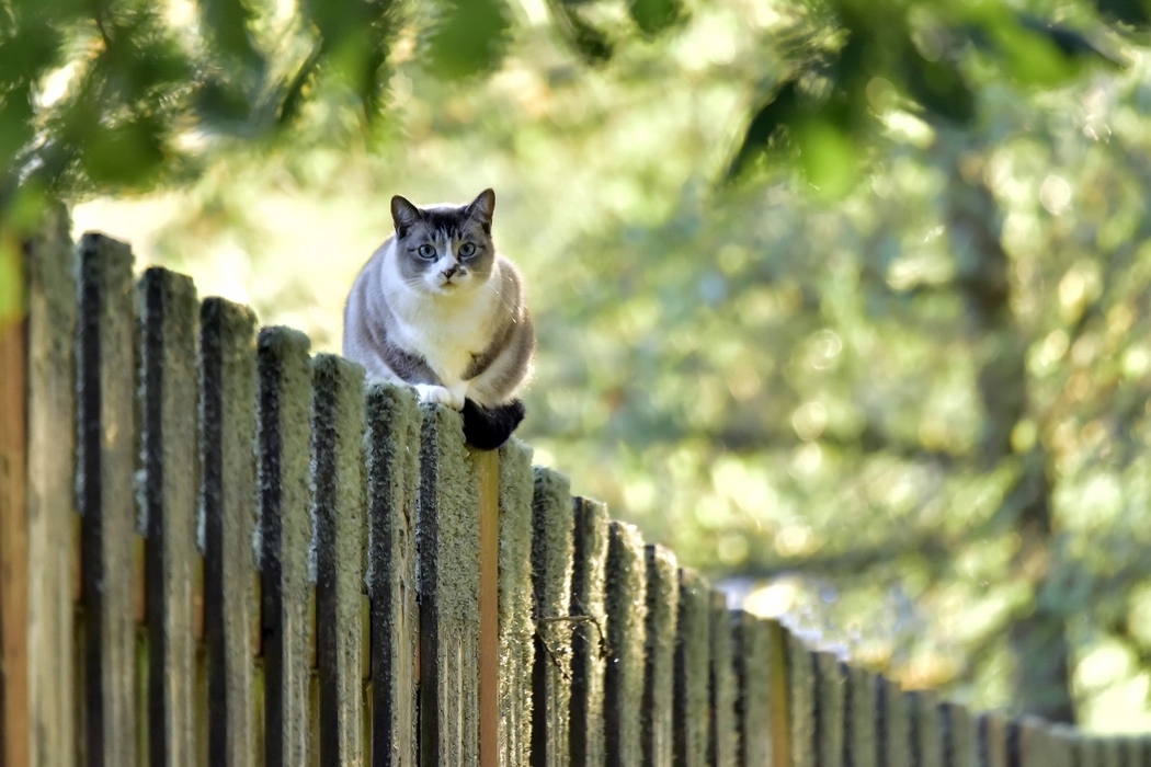 篱笆上猫咪摄影4K高清图，2048x1365动物壁纸下载