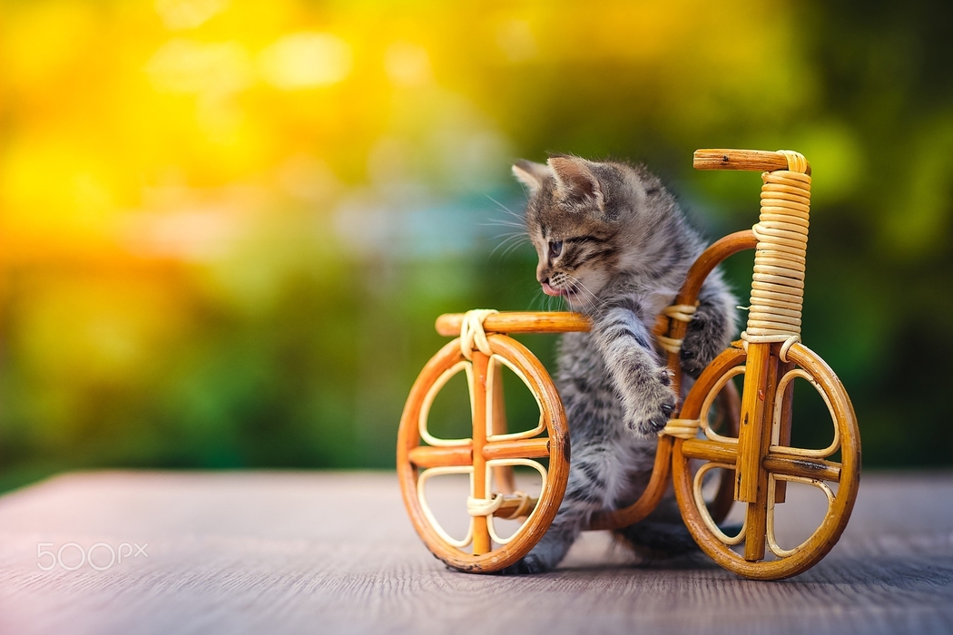 小猫与自行车4K摄影高清壁纸，2048x1365动物美图下载