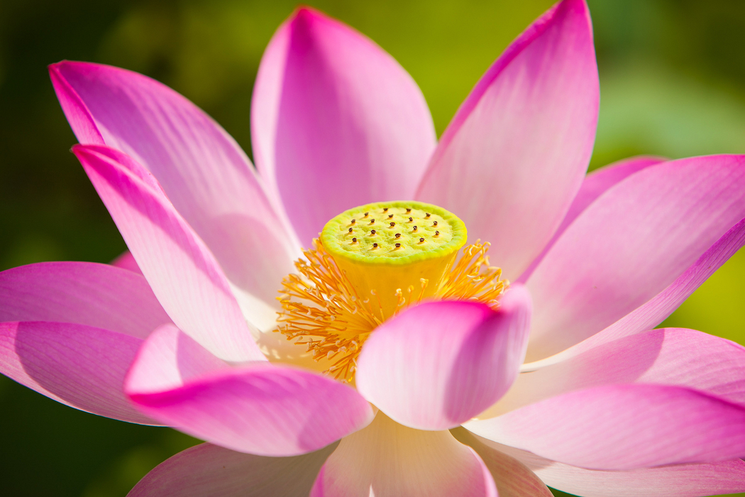 4K高清莲花花瓣风景摄影图片壁纸 2048x1365 下载