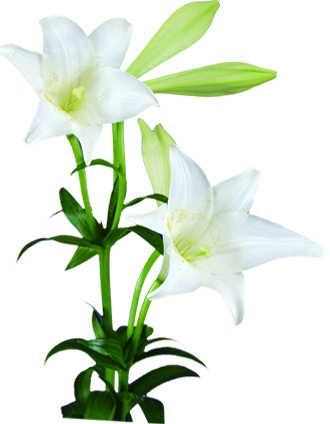 白色百合花高清PNG透明图片，植物装饰元素设计素材下载