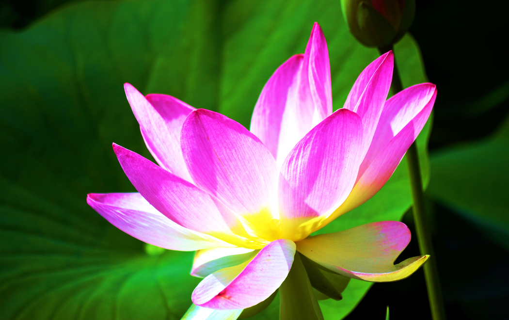 4K高清壁纸，美丽莲花花瓣叶子风景图，2880x1809分辨率下载
