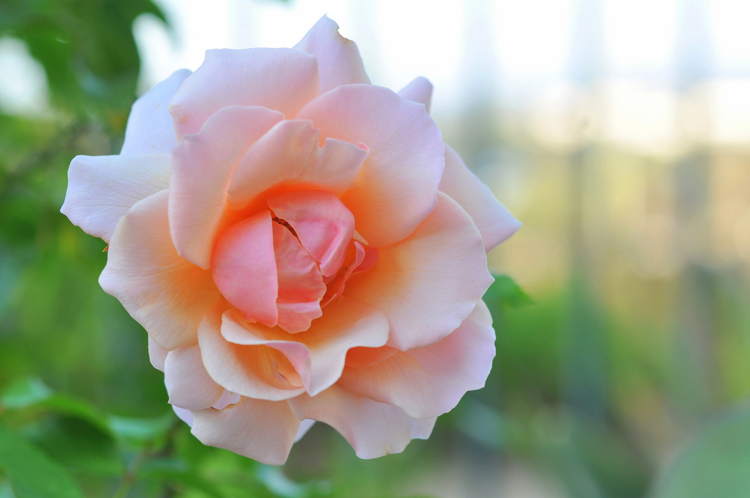 4K高清玫瑰花摄影风景壁纸 2048x1362 下载