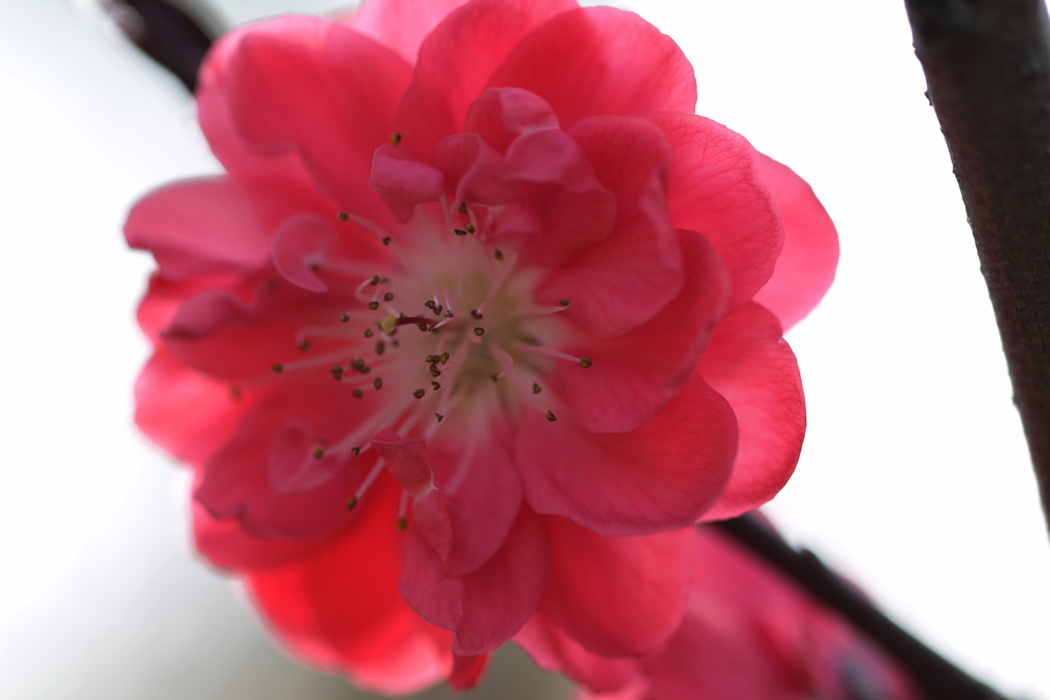 梅花4K高清风景图片壁纸 2500x1667 下载