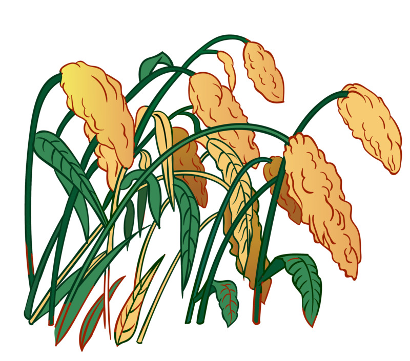 高清矢量高粱插画PNG透明图片素材下载，动植物元素丰富