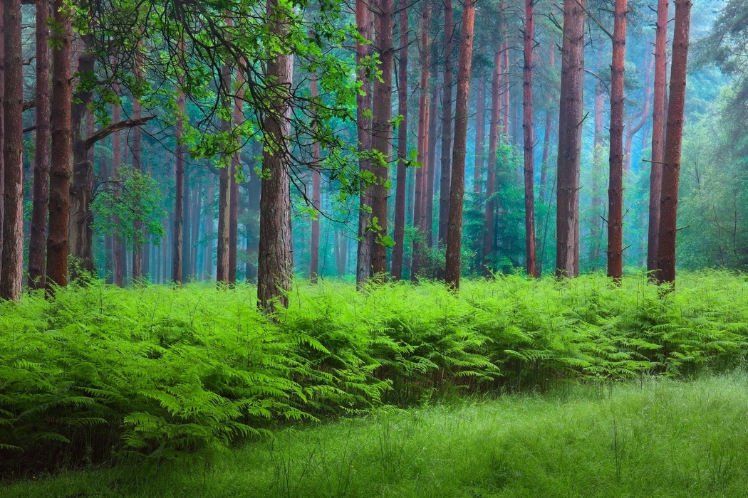 4K高清自然风景壁纸，森林、树木、蕨菜，2048x1366分辨率下载