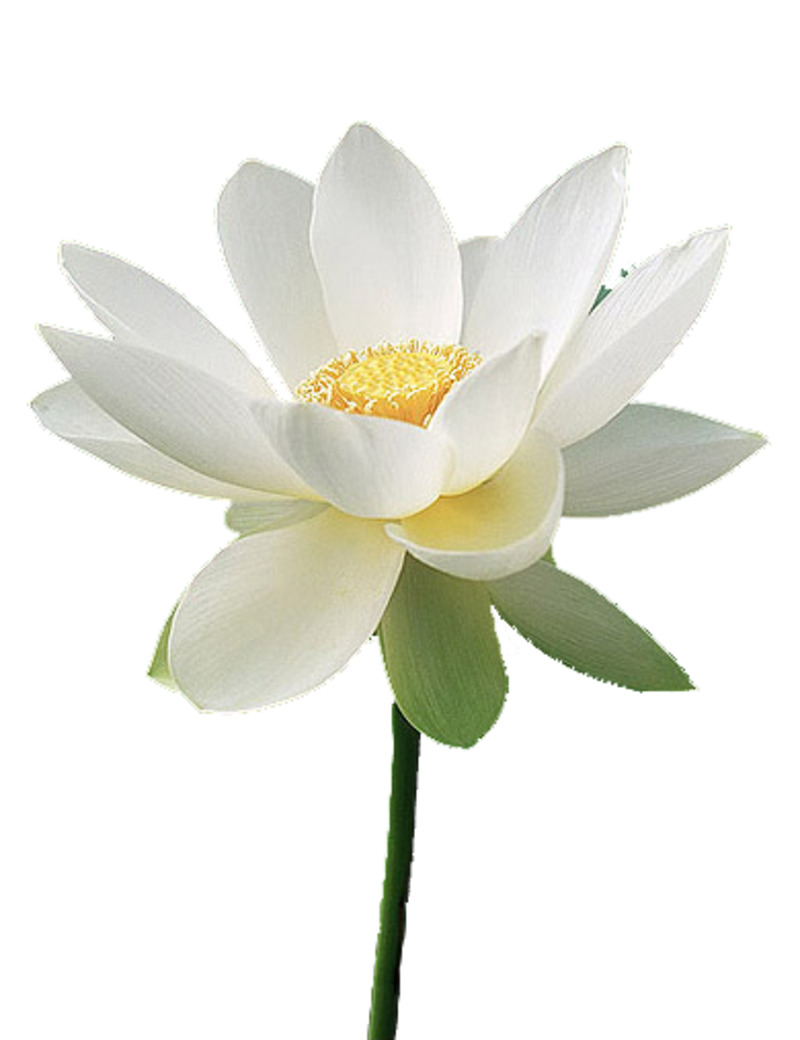 唯美荷花PNG透明图片素材，动植物元素高清下载