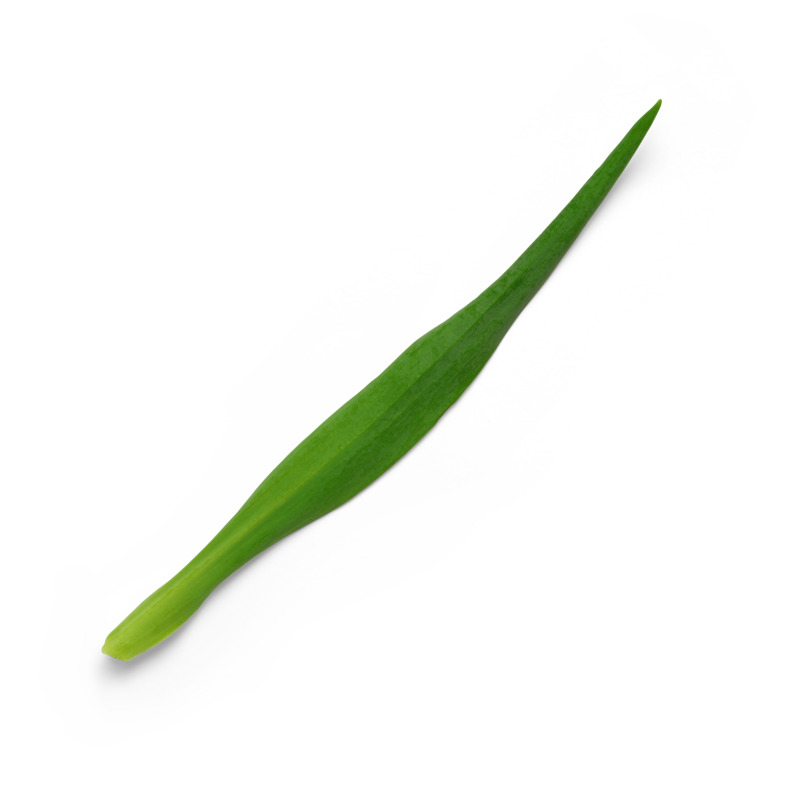 高清绿色草枝叶及花瓣PNG透明图，动植物元素设计素材下载