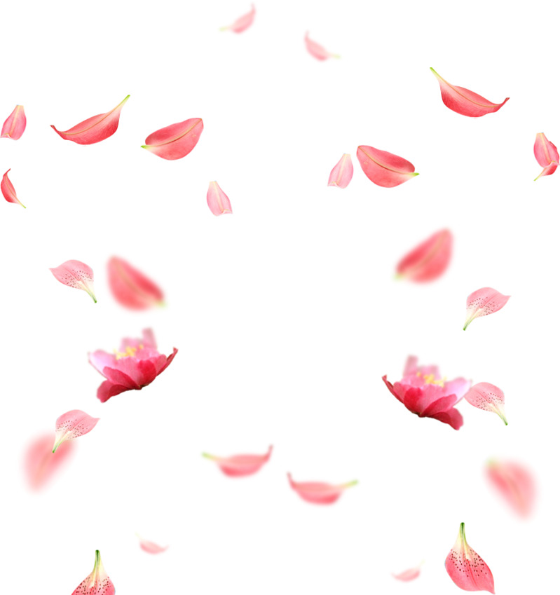 高清PNG樱花花瓣透明图片素材，装饰元素与植物设计素材下载