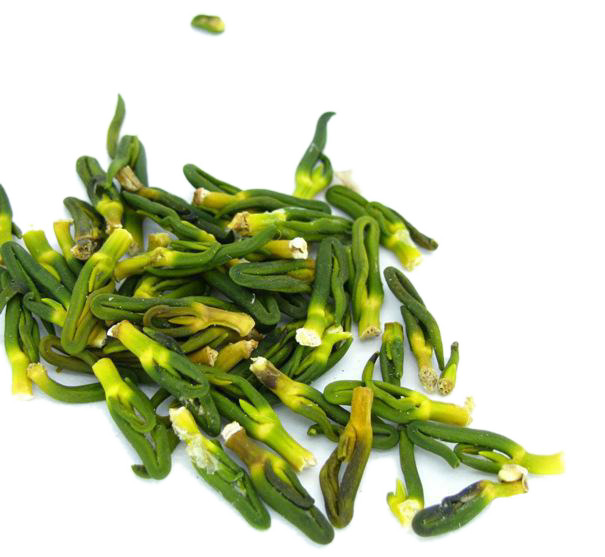 绿色莲子心芽儿高清PNG透明图片素材，动植物元素植物设计下载