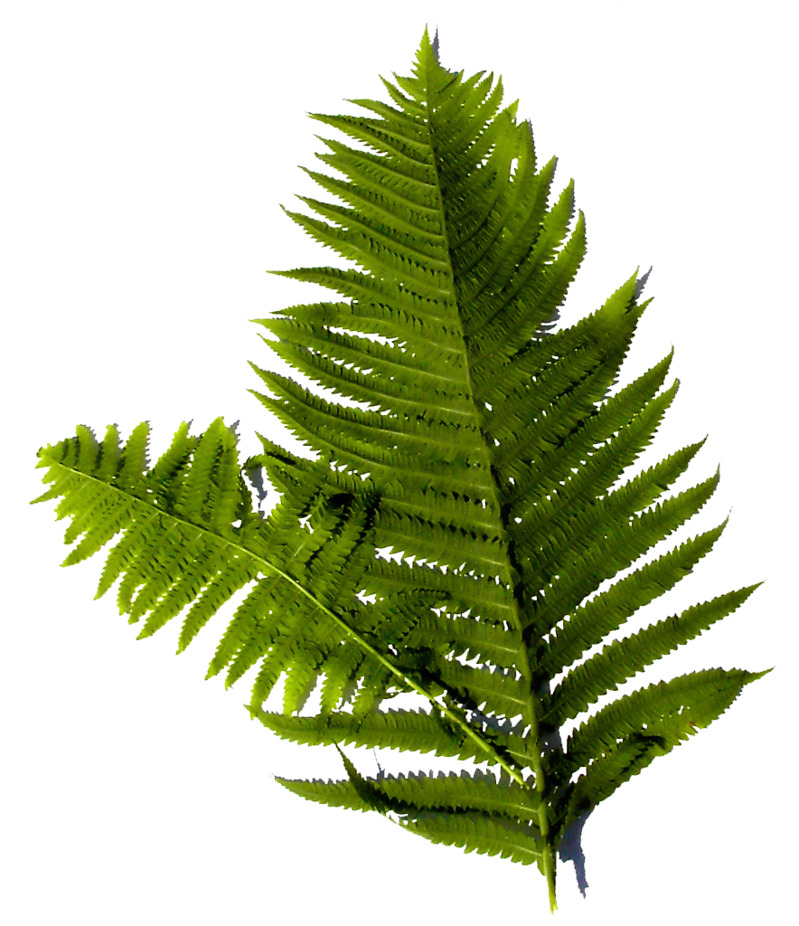 蕨类植物PNG透明图素材下载，动植物元素高清设计图