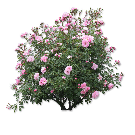 月季花丛高清PNG透明素材，装饰植物图片设计下载
