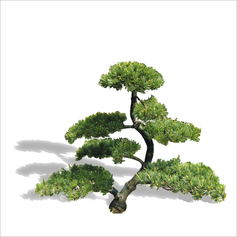 迎客松高清PNG透明图片素材，动植物与植物元素下载