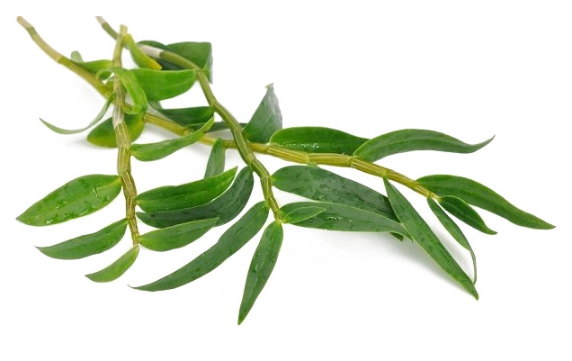 石斛花叶子高清PNG透明图片素材，动植物元素设计下载